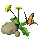 btterfly.gif